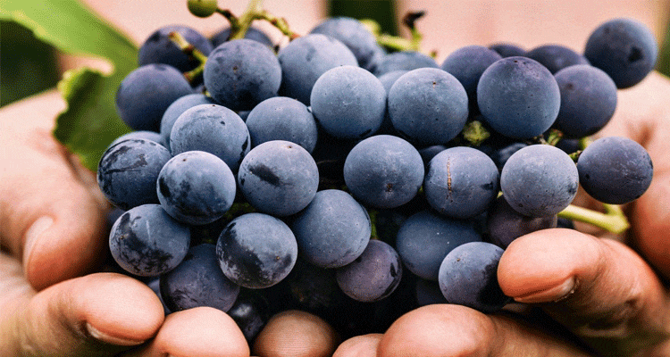 Spiritual Meaning of Grapes in a Dream